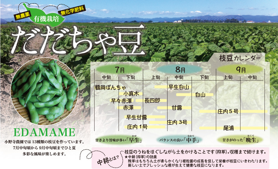 無農薬・無化学肥料・有機栽培　だだちゃ豆（EDAMAME）小野寺家では13種類の枝豆を作っています。7月中旬頃から9月中旬までひと夏多彩な風味が楽しめます。