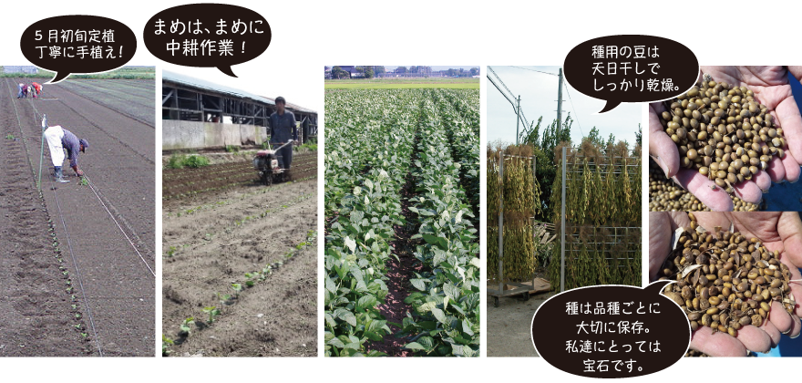 5月初旬定植。丁寧に手植え！まめは、まめに中耕作業！種用の豆は天日干しでしっかり乾燥。種は品種ごとに大切に保存。私達にとっては宝石です。