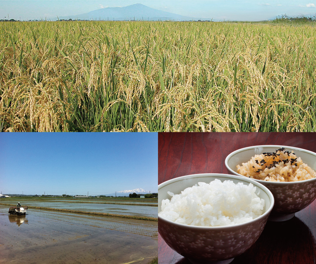 水田・稲穂・ご飯(白米・玄米)