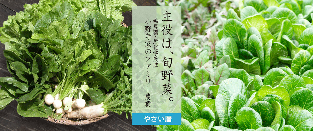 主役は、旬野菜。