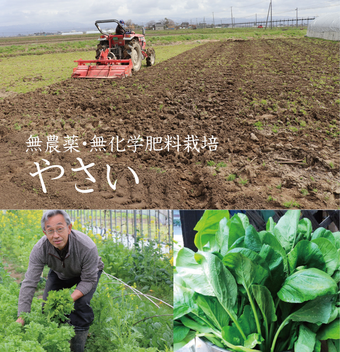 無農薬・無化学肥料栽培 野菜｜小野寺家のファミリー農業