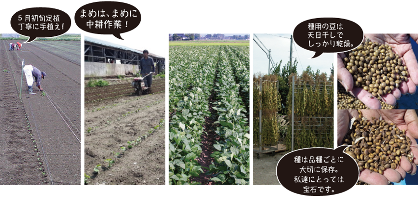 5月初旬定植。丁寧に手植え!まめは、まめに中耕作業!種用の豆は天日干しでしっかり乾燥。種は品種ごとに大切に保存。私達にとっては宝石です。